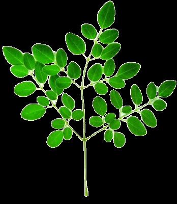 Lentil with Moringa (Sujuna) leaves