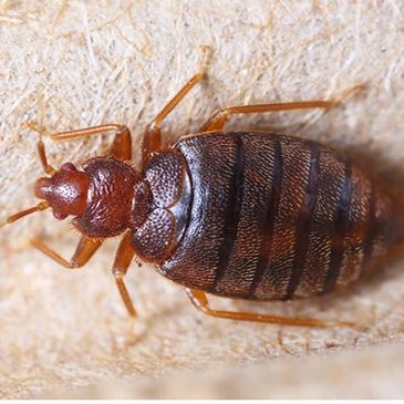 Bedbugs are hotel room hitchhikers