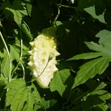 Scrambled Egg and Bitter Melon (Kalara)